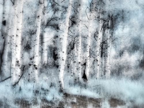 USA-Utah-Aspen Grove in infrared of the Logan Pass area Art Print
